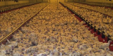 Η οικοσυστημική αιτία των κορονοϊών…